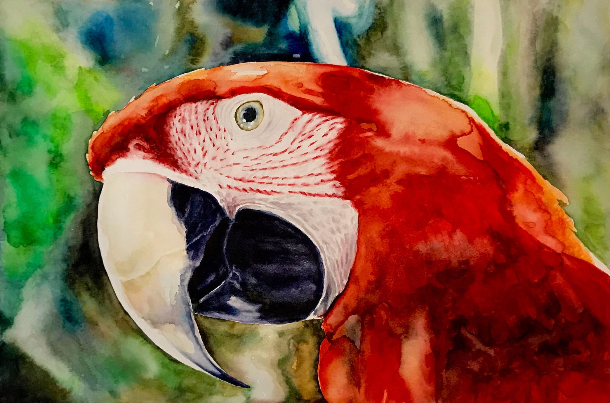 Watercolor painting of a red macaw parrot shown in close-up profile.